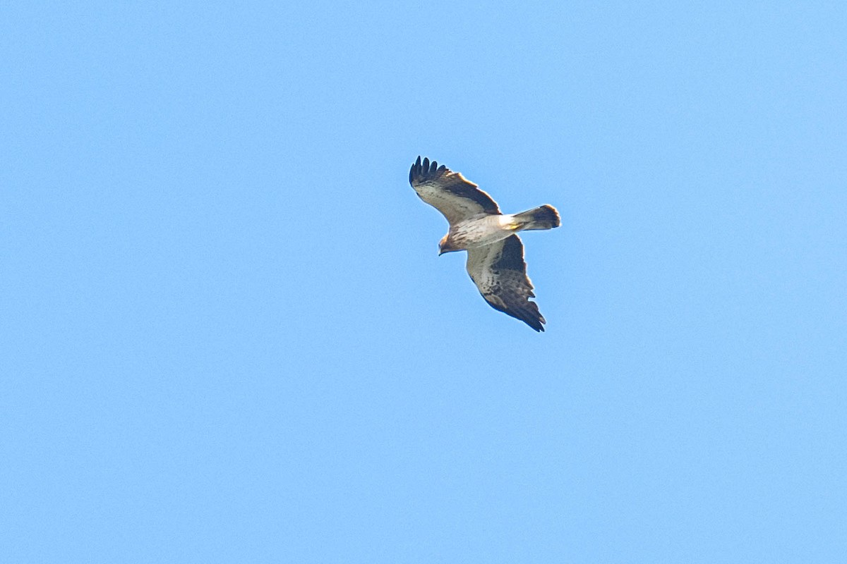 Booted Eagle - ML643408586