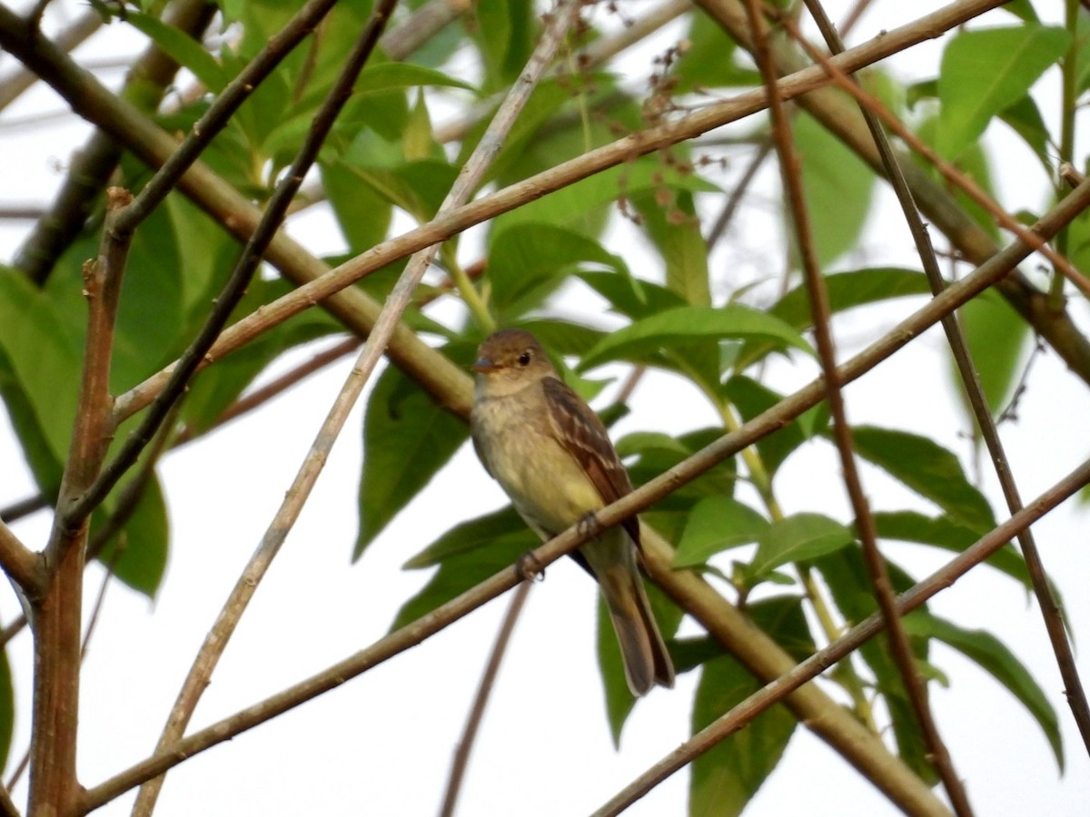 Alder Flycatcher - ML643408592