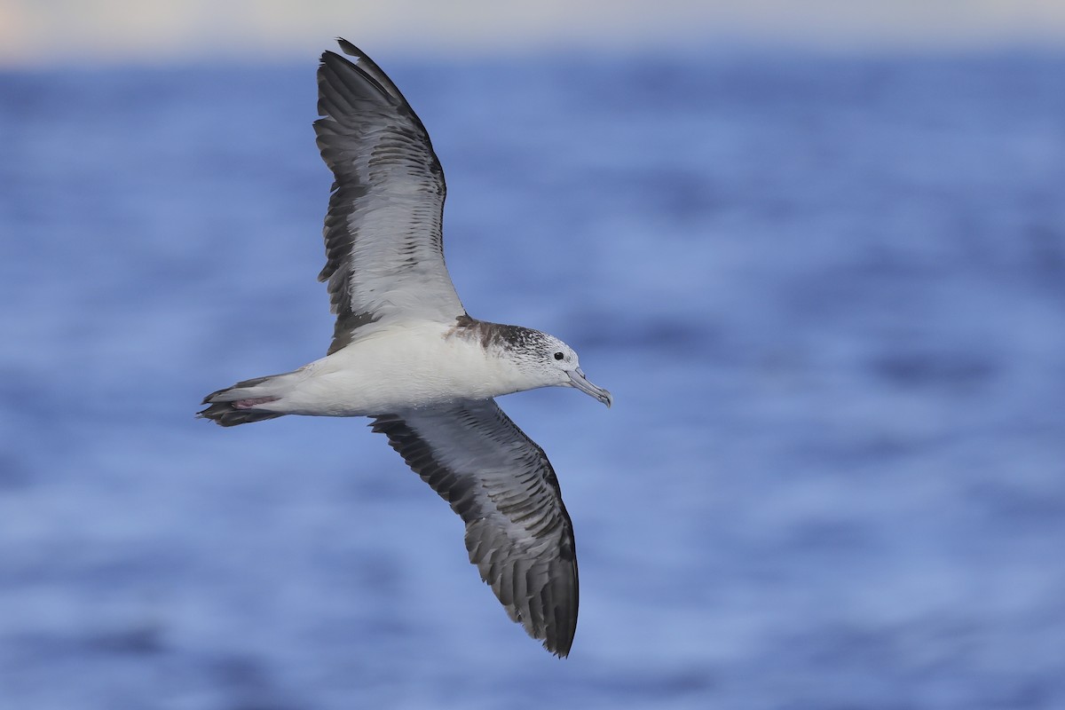 Streaked Shearwater - ML643408602