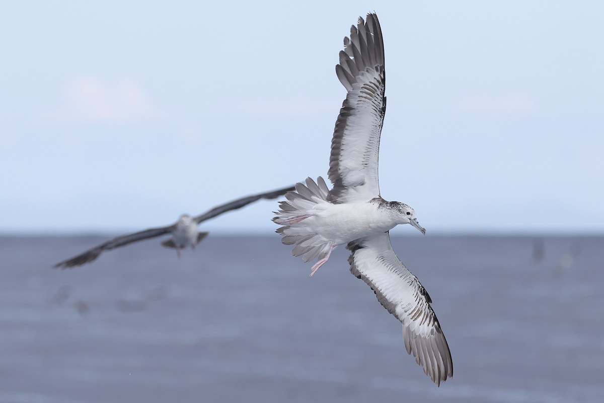 Streaked Shearwater - ML643408611