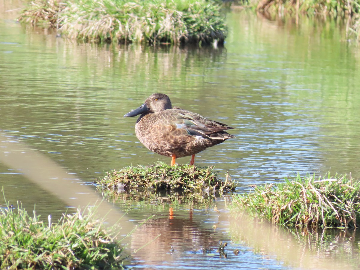 Australasian Shoveler - ML643408615
