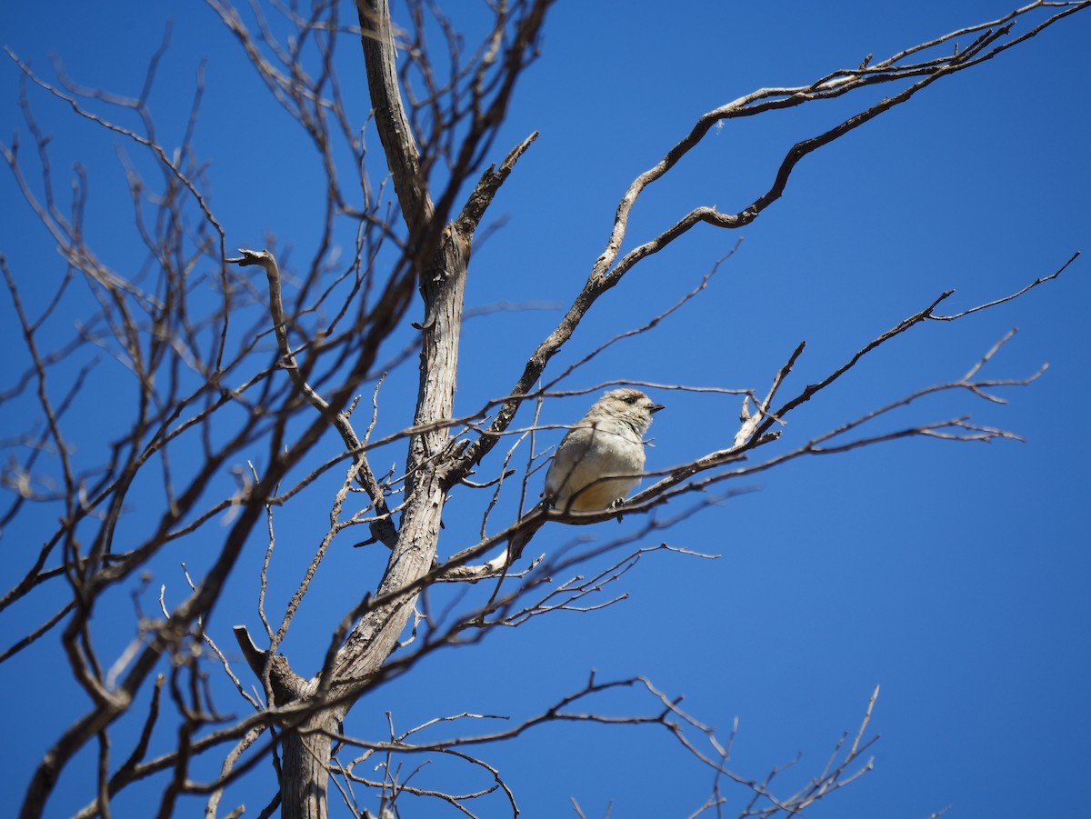 Southern Whiteface - ML643408651