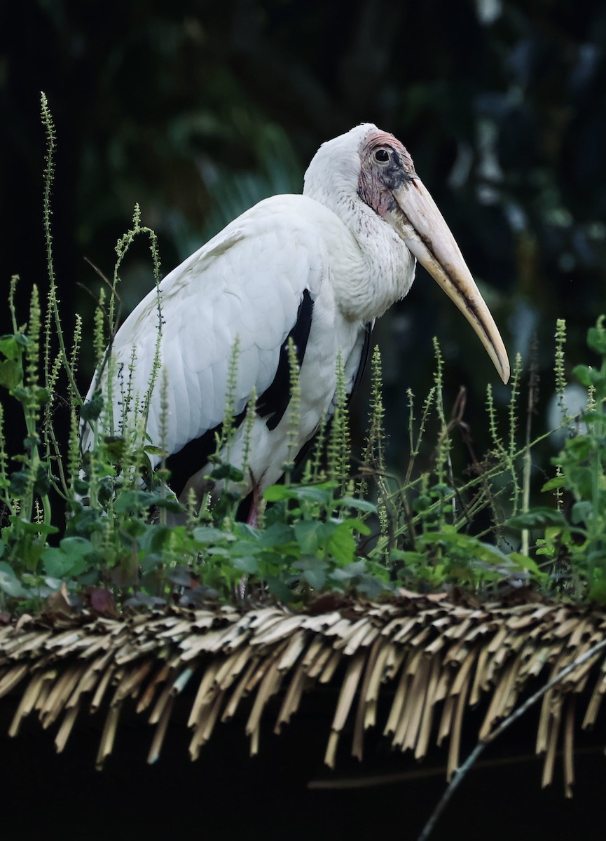 Milky Stork - ML643408656
