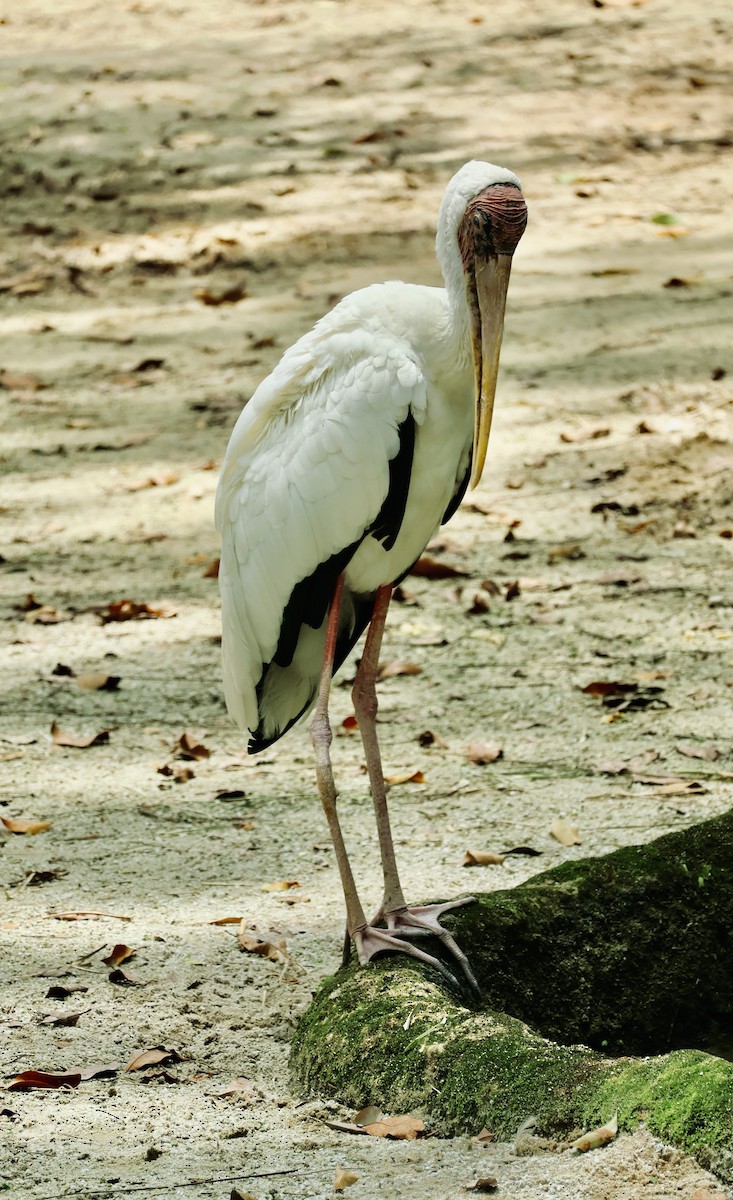 Milky Stork - ML643408657