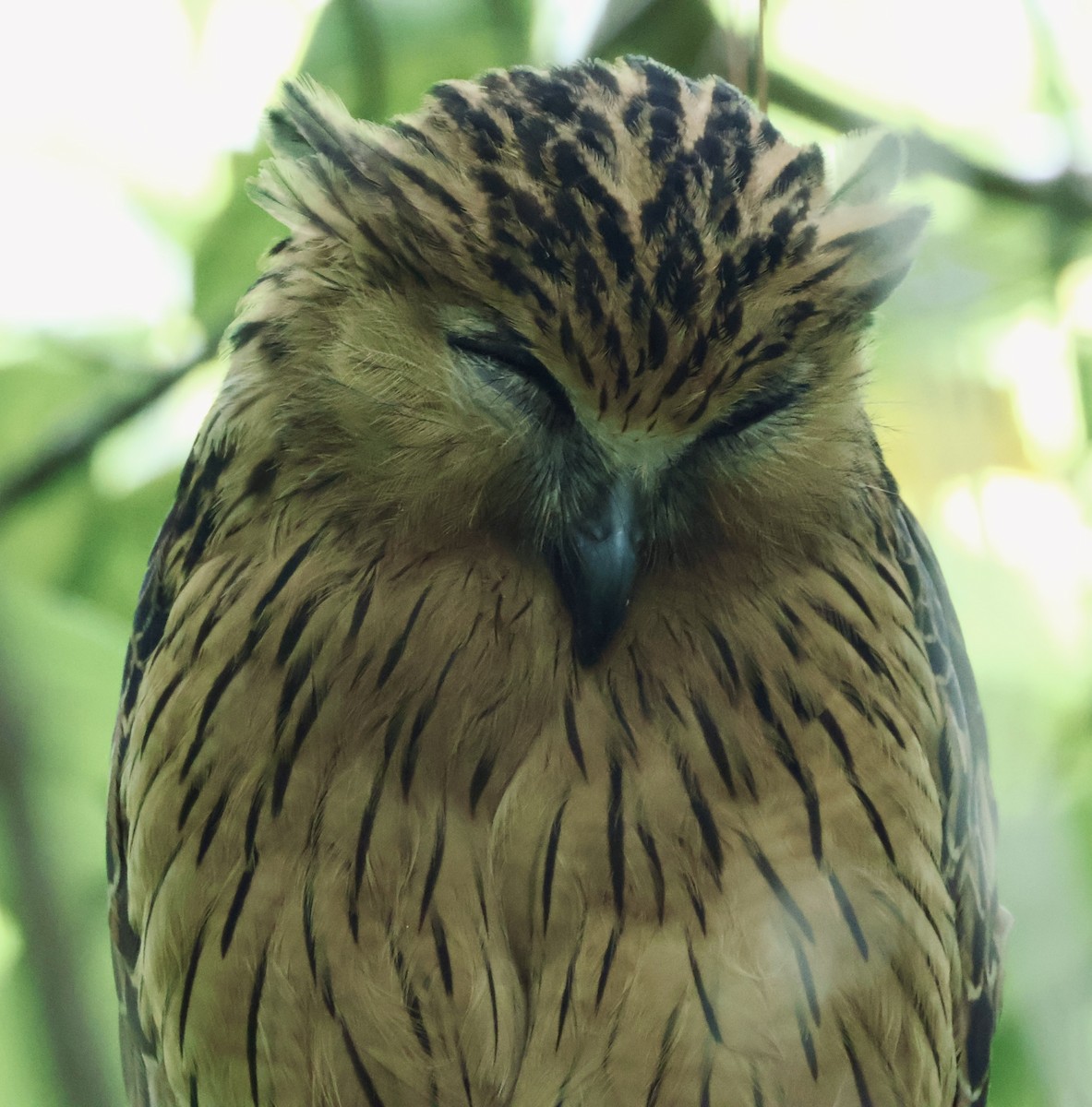 Buffy Fish-Owl - ML643408667