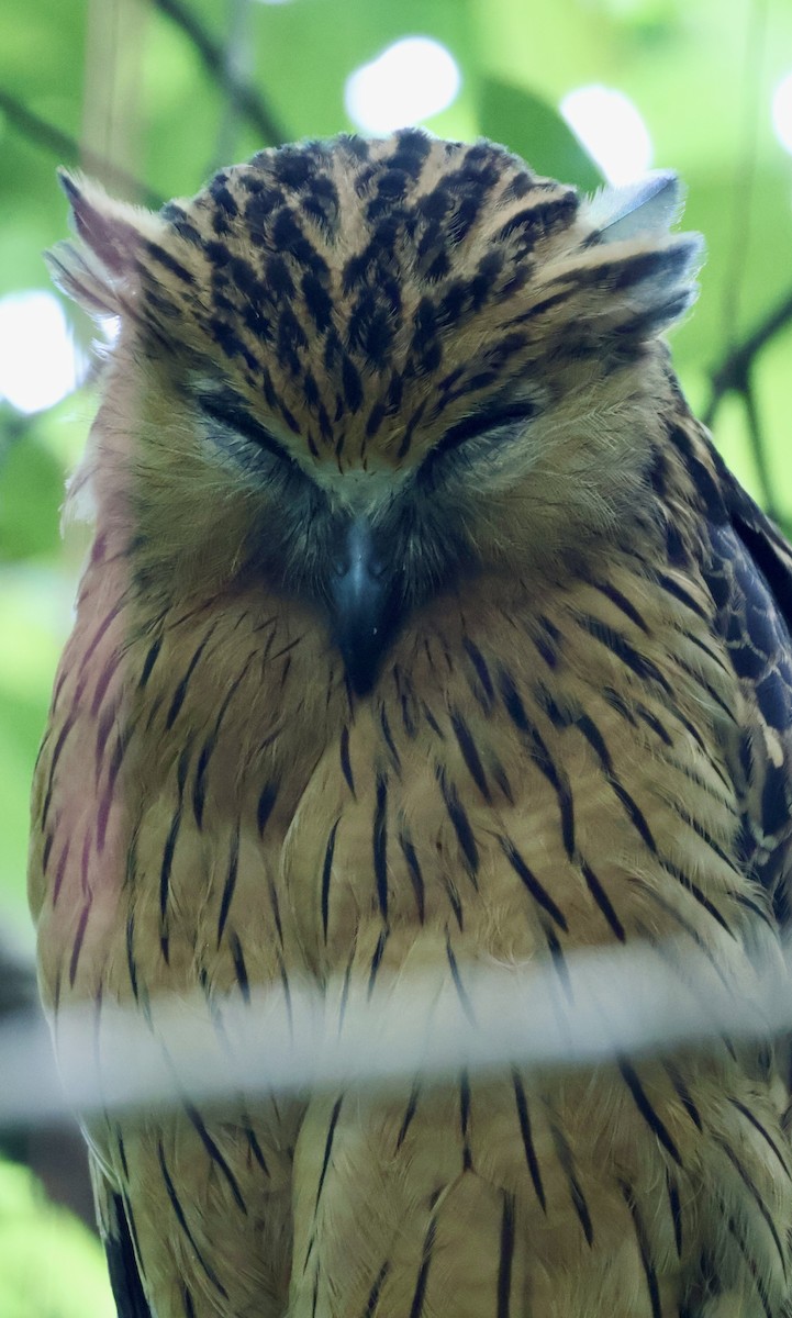 Buffy Fish-Owl - ML643408668