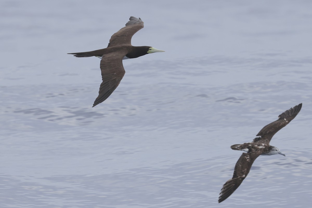 Brown Booby - ML643408671