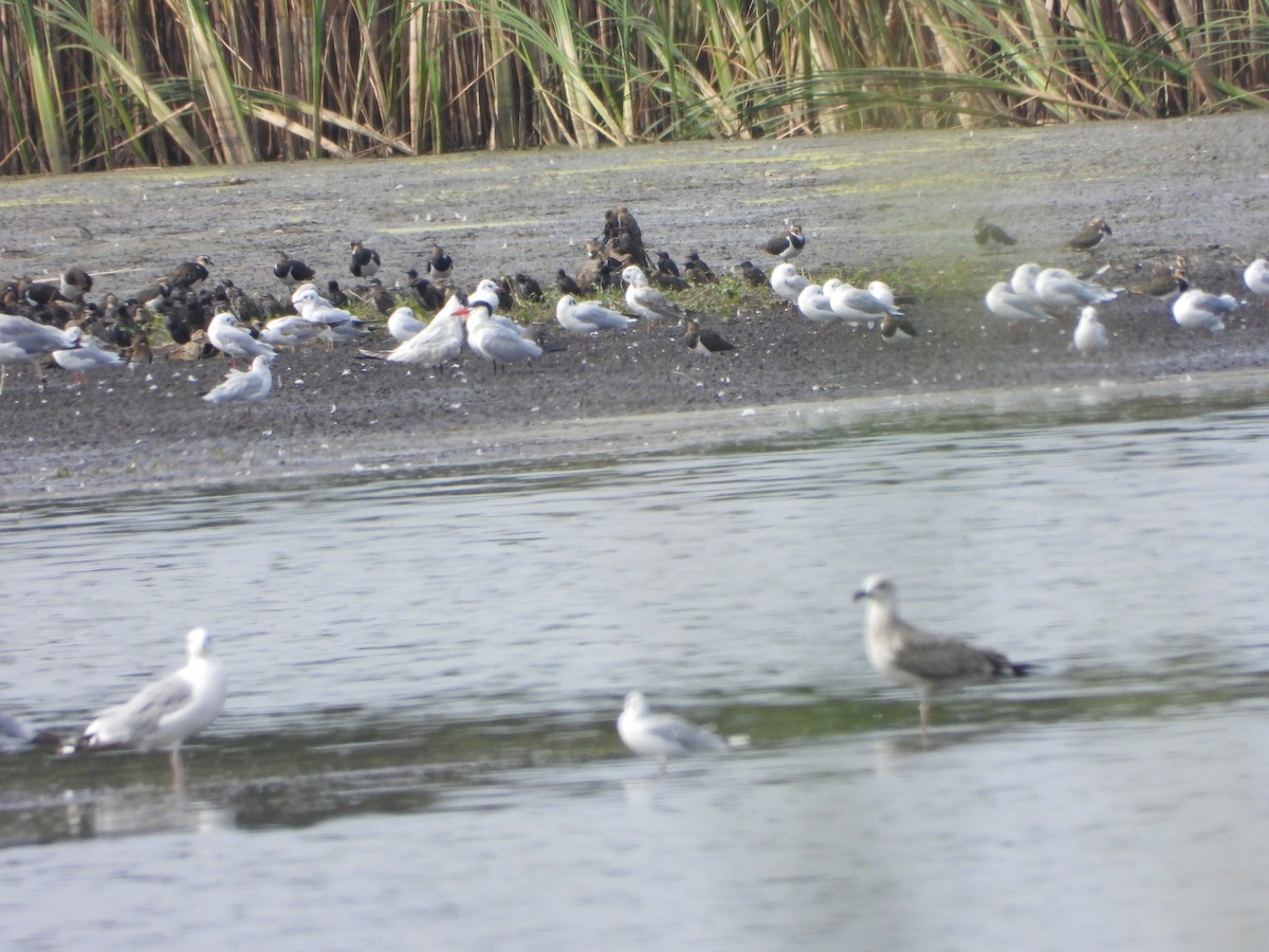 Caspian Tern - ML643408694