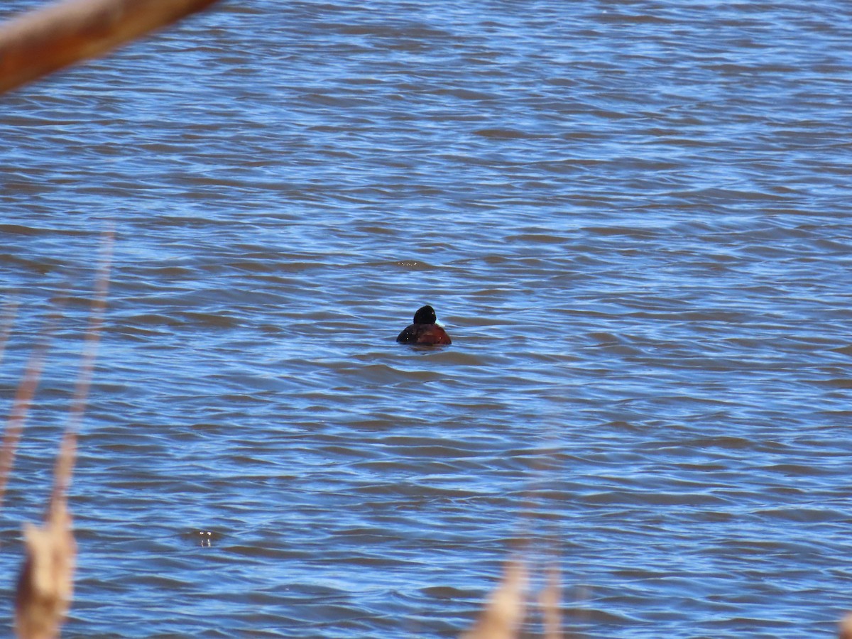 Blue-billed Duck - ML643408697