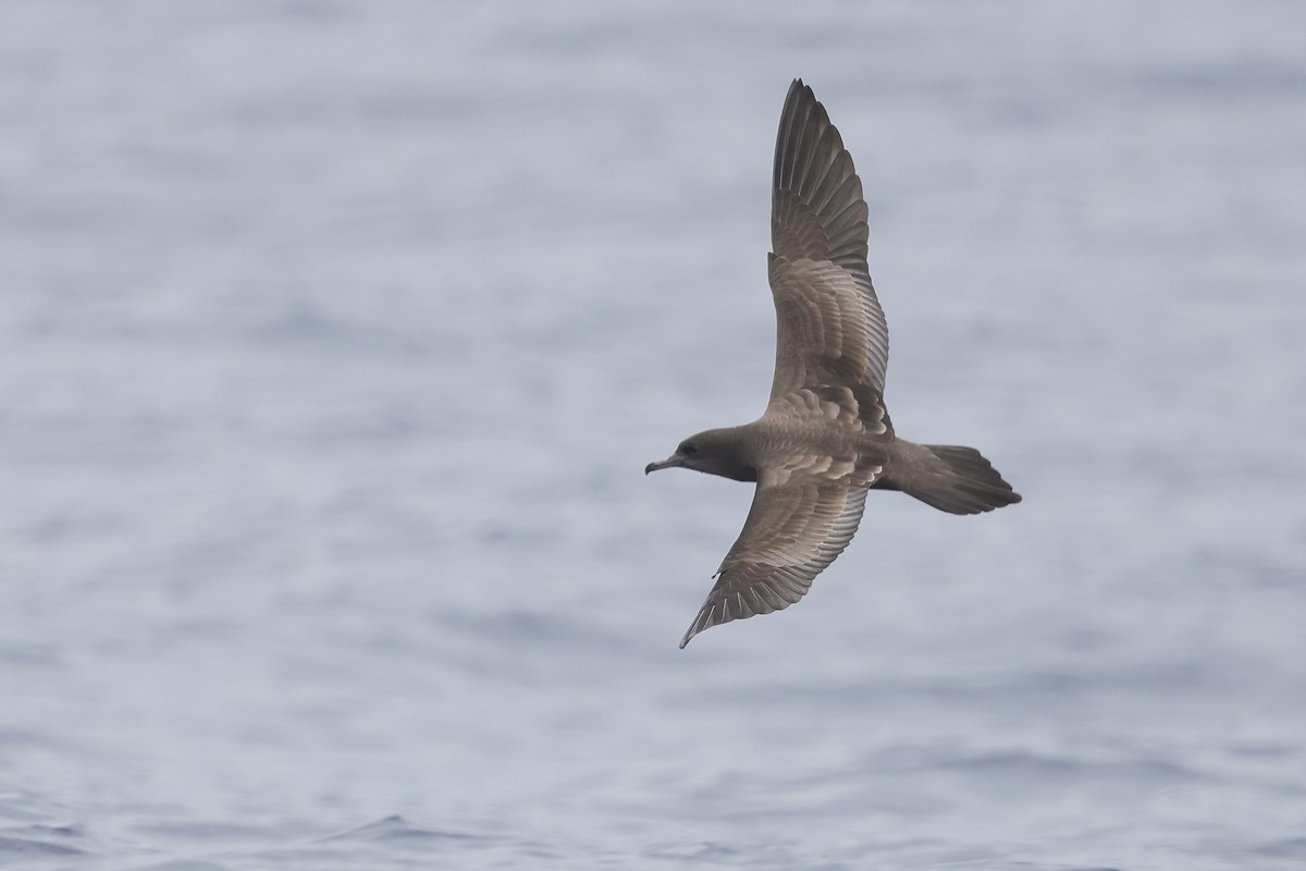 Wedge-tailed Shearwater - ML643408707