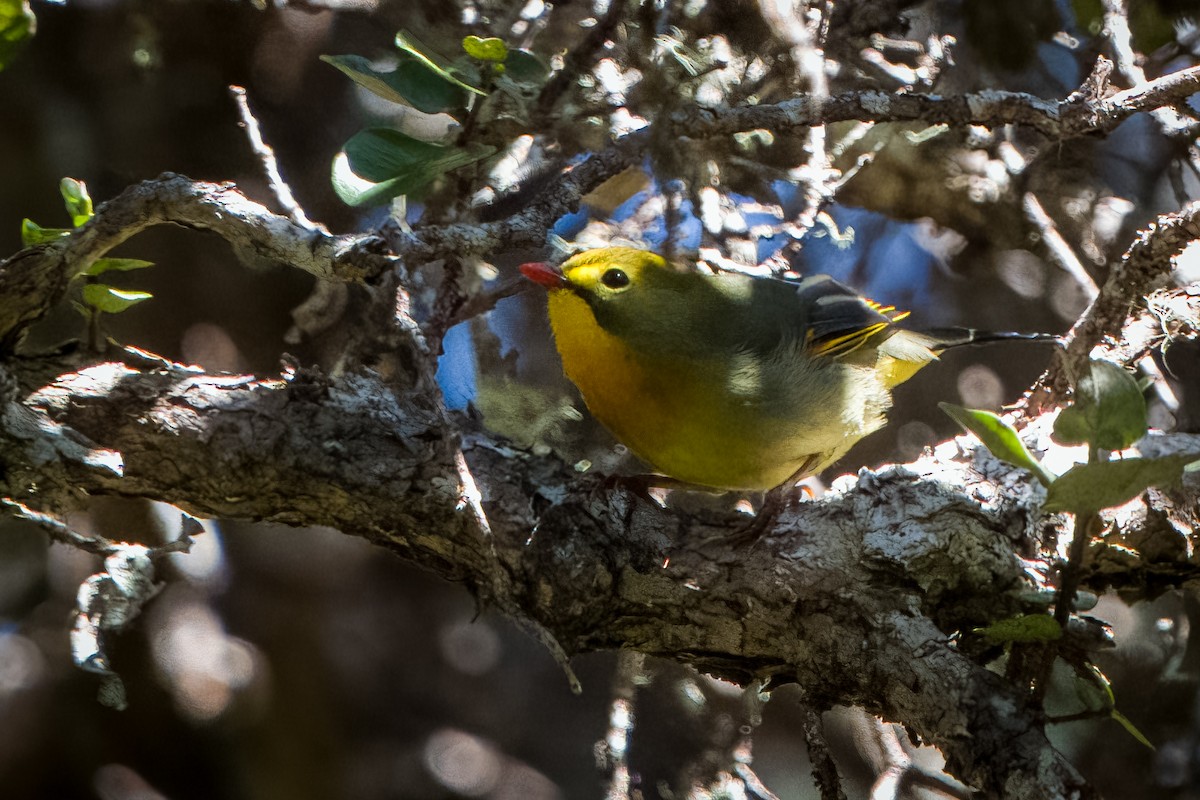 Red-billed Leiothrix - ML643408708