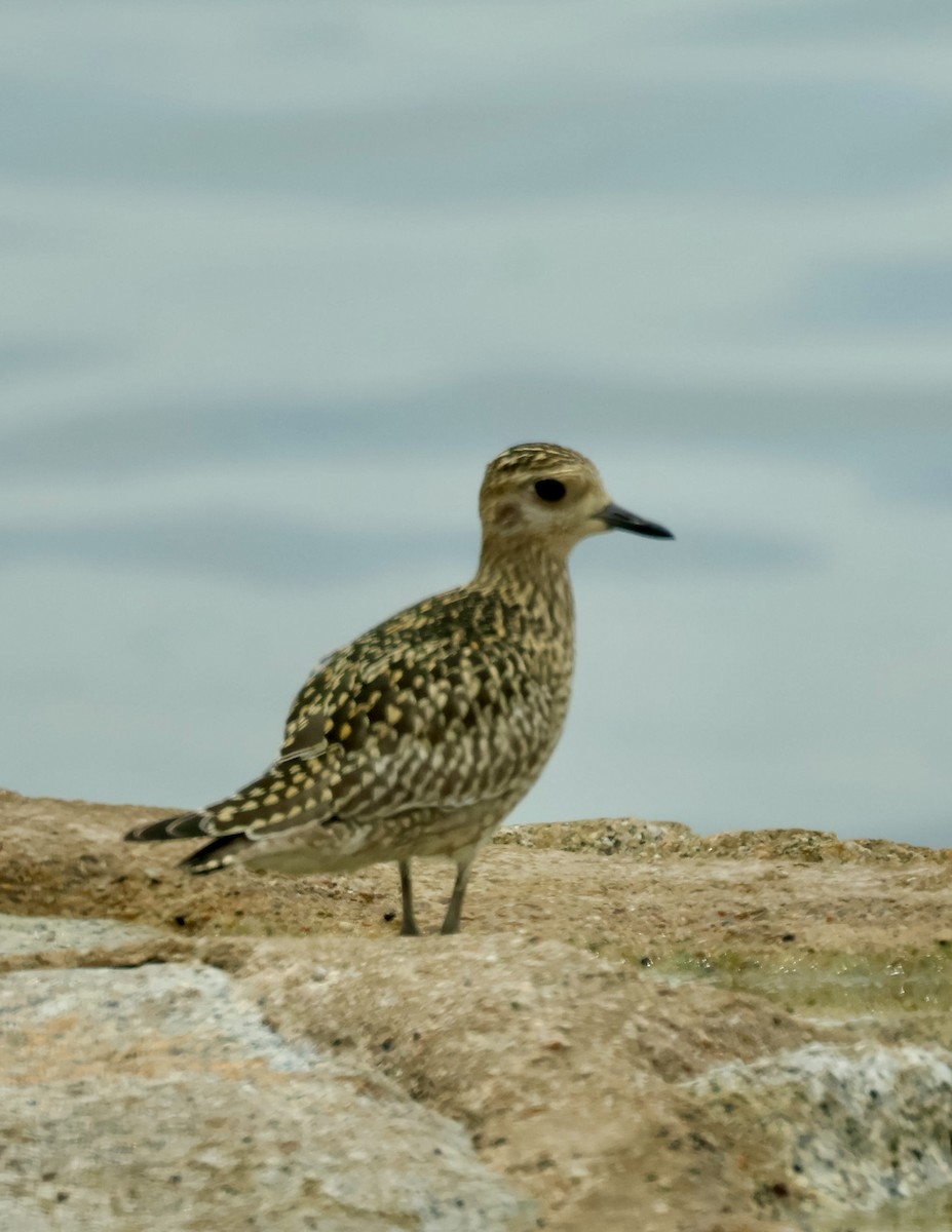 Pacific Golden-Plover - ML643408725