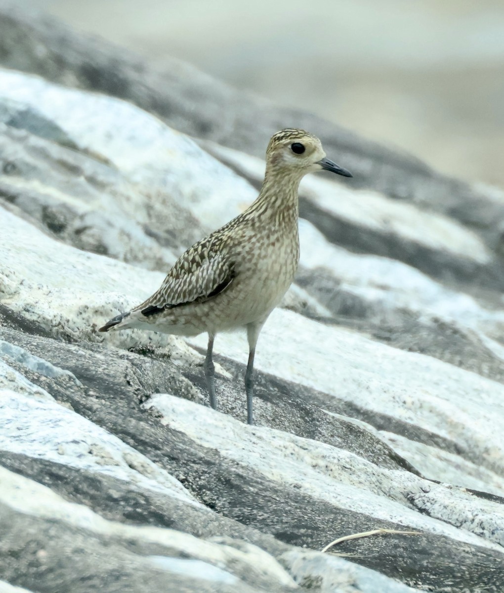 Pacific Golden-Plover - ML643408726