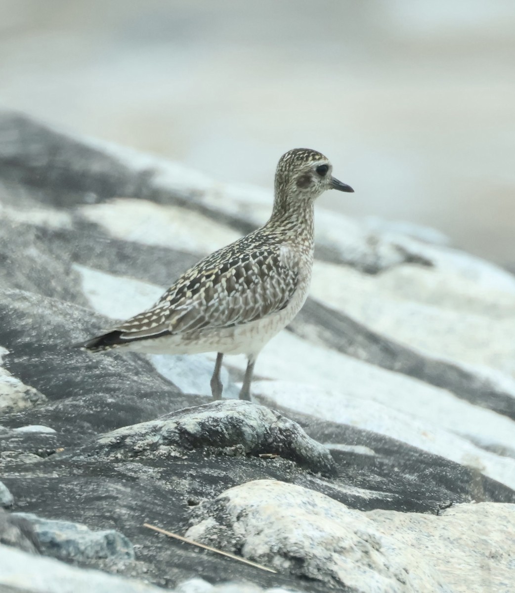 Pacific Golden-Plover - ML643408727