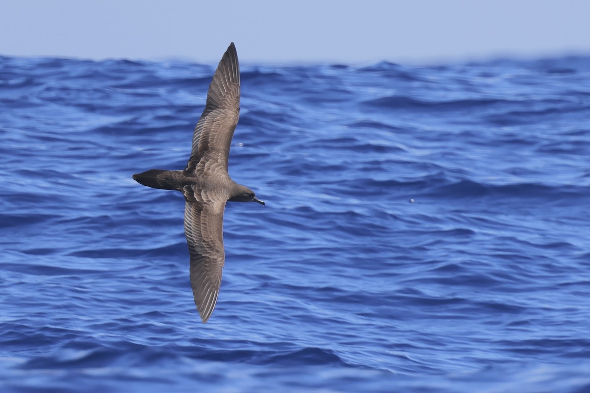 Wedge-tailed Shearwater - ML643408732