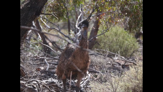 Emu - ML643408737