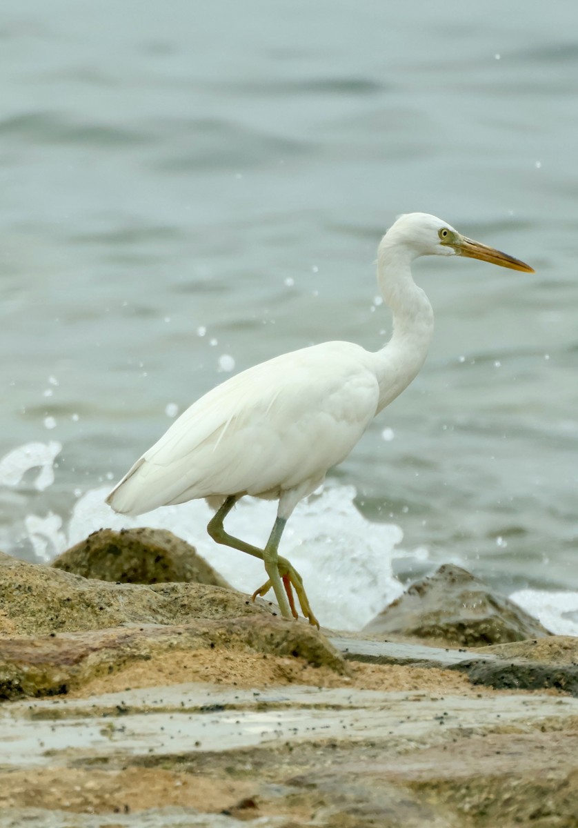 Pacific Reef-Heron - ML643408746