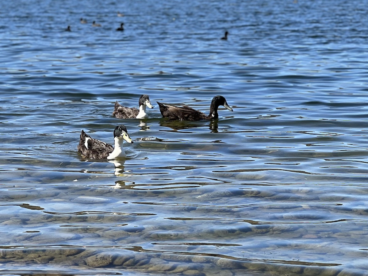 Mallard (Domestic type) - ML643408749