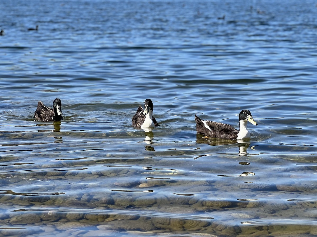 Mallard (Domestic type) - ML643408750