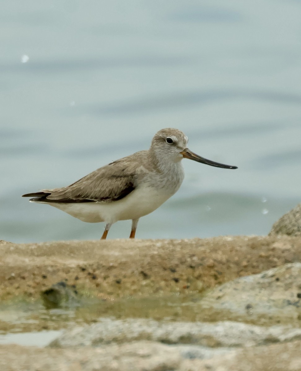 Terek Sandpiper - ML643408754