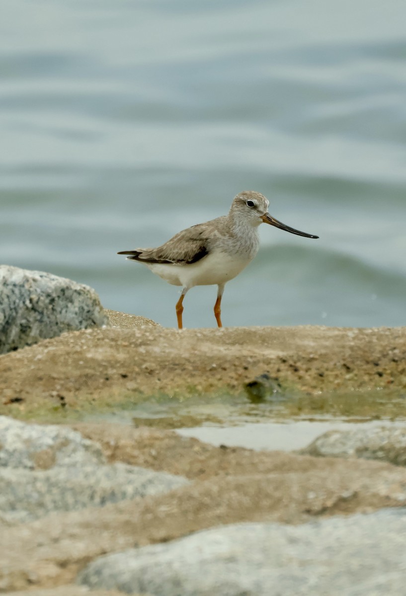 Terek Sandpiper - ML643408755