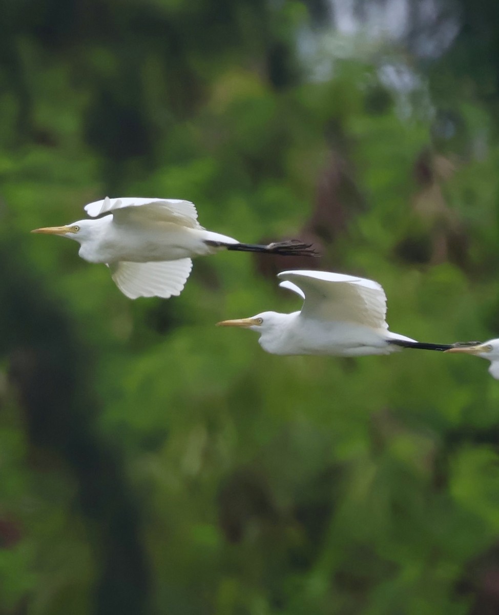 Eastern Cattle-Egret - ML643408757