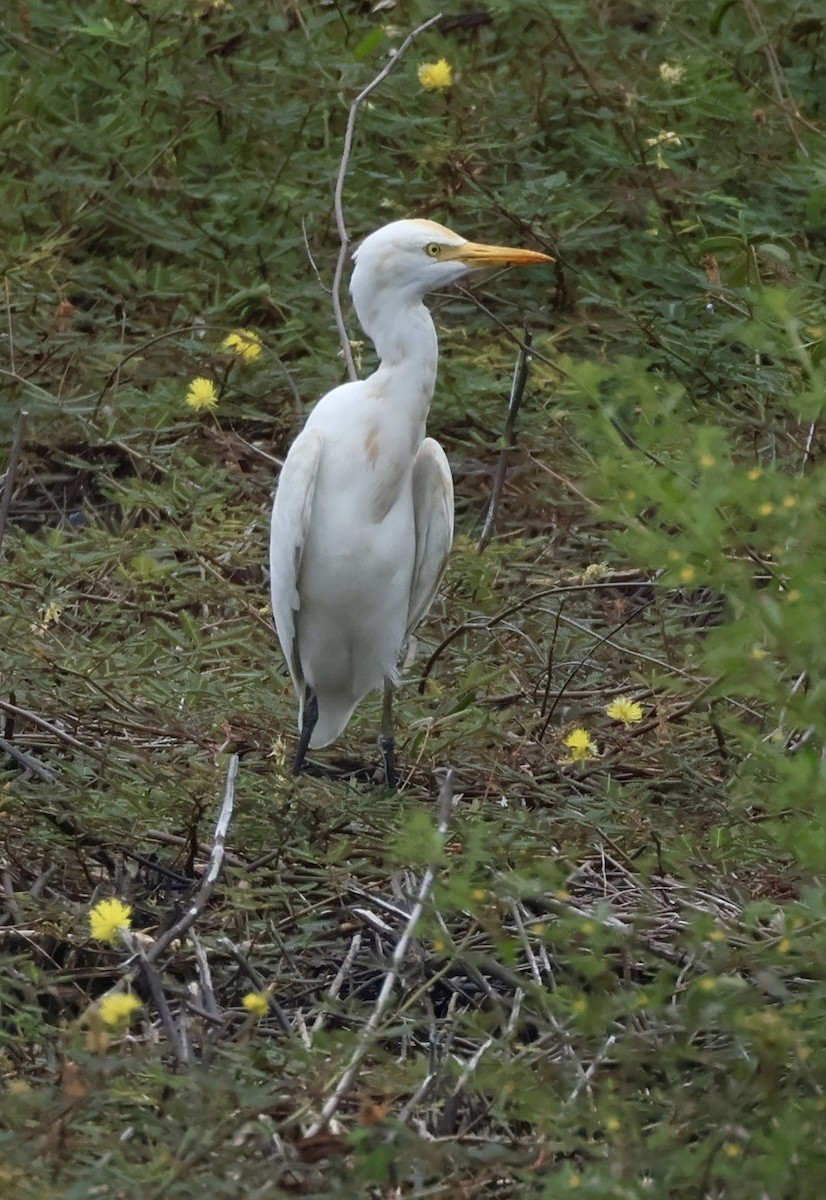 Eastern Cattle-Egret - ML643408758