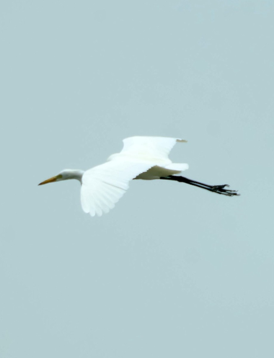 Medium Egret - ML643408760