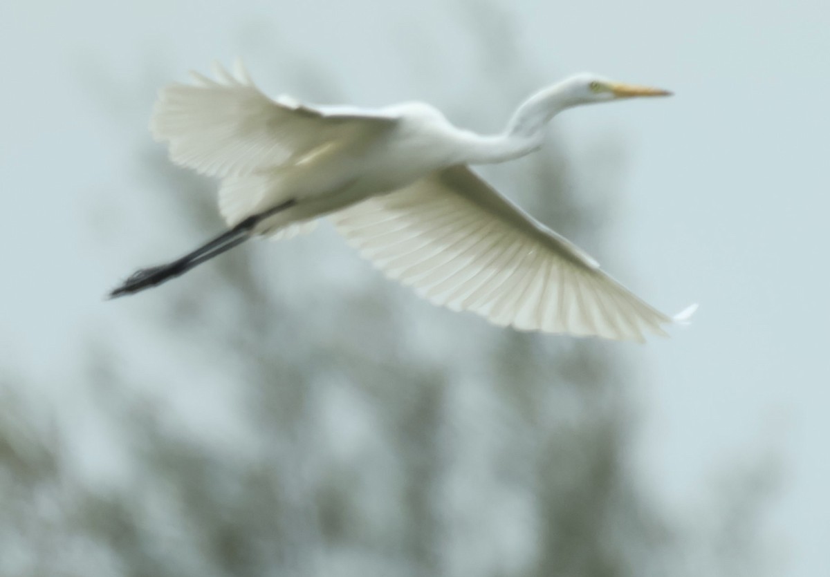 Medium Egret - ML643408761
