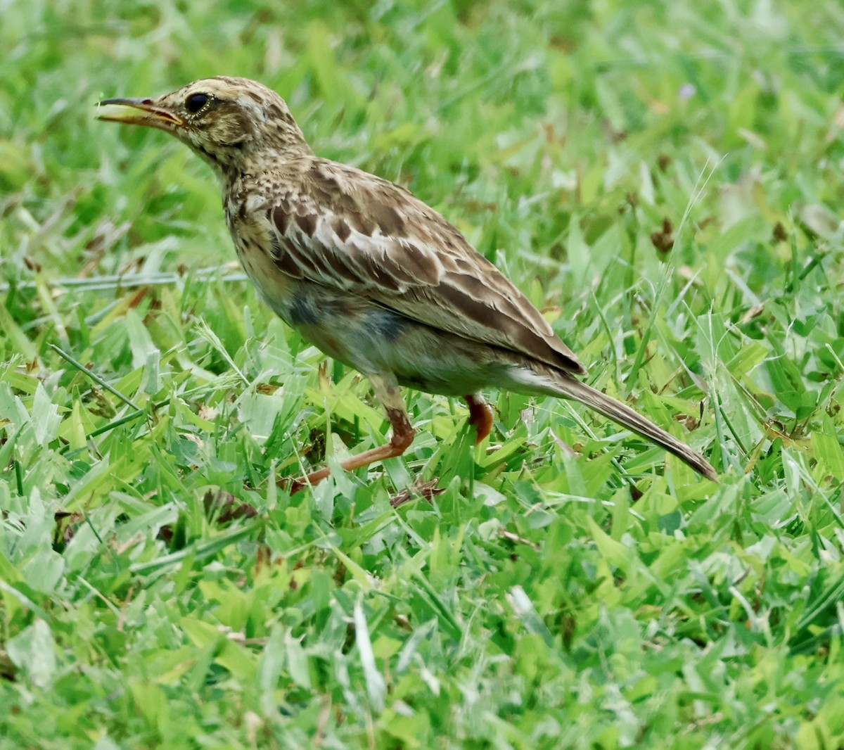 Paddyfield Pipit - ML643408769