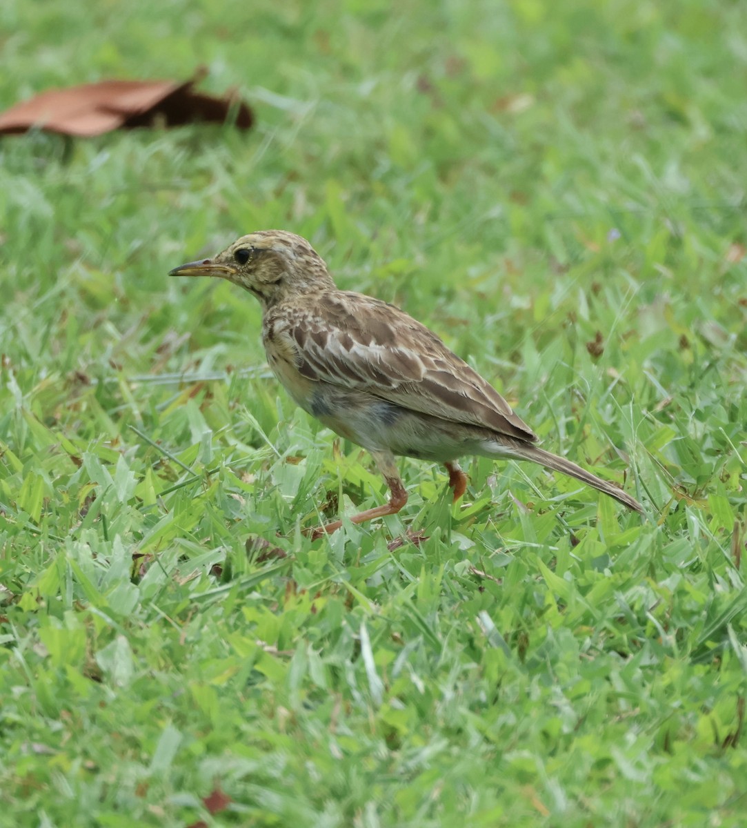 Paddyfield Pipit - ML643408770