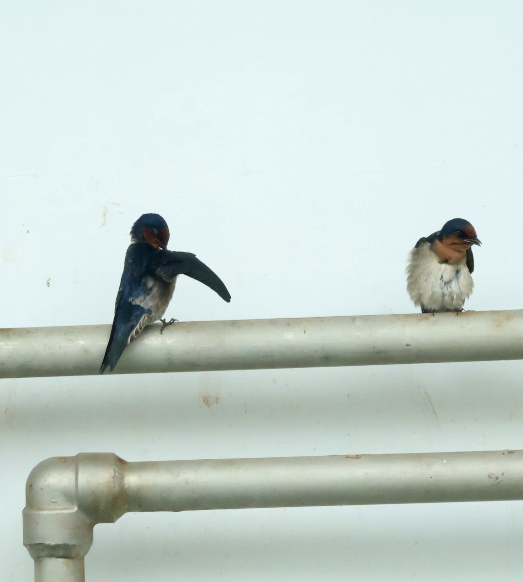 Pacific Swallow - ML643408774