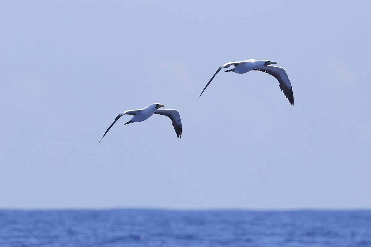 Masked Booby - ML643408782