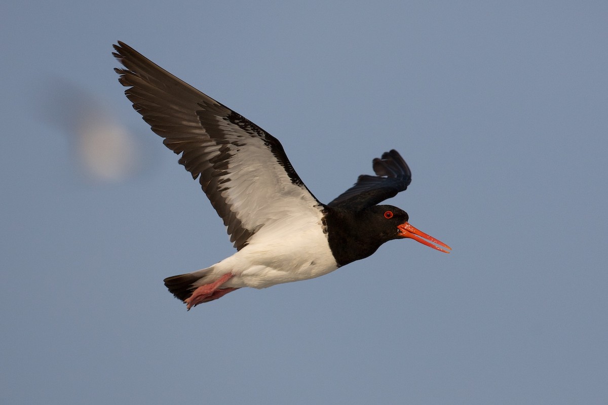 Pied Oystercatcher - ML643408786
