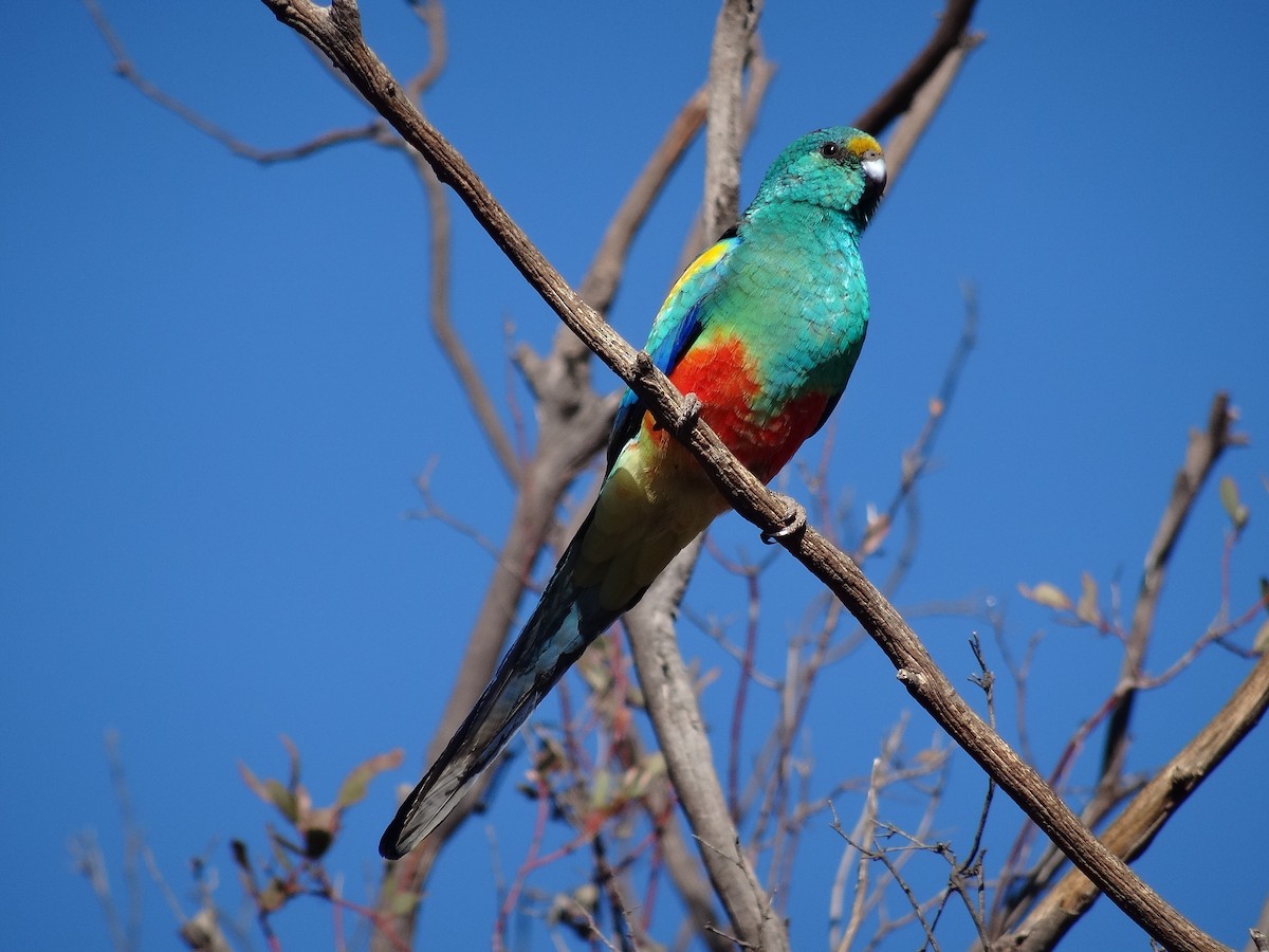 Mulga Parrot - ML643408802