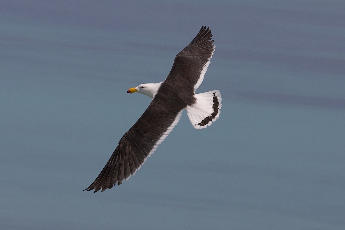 Pacific Gull - ML643408809