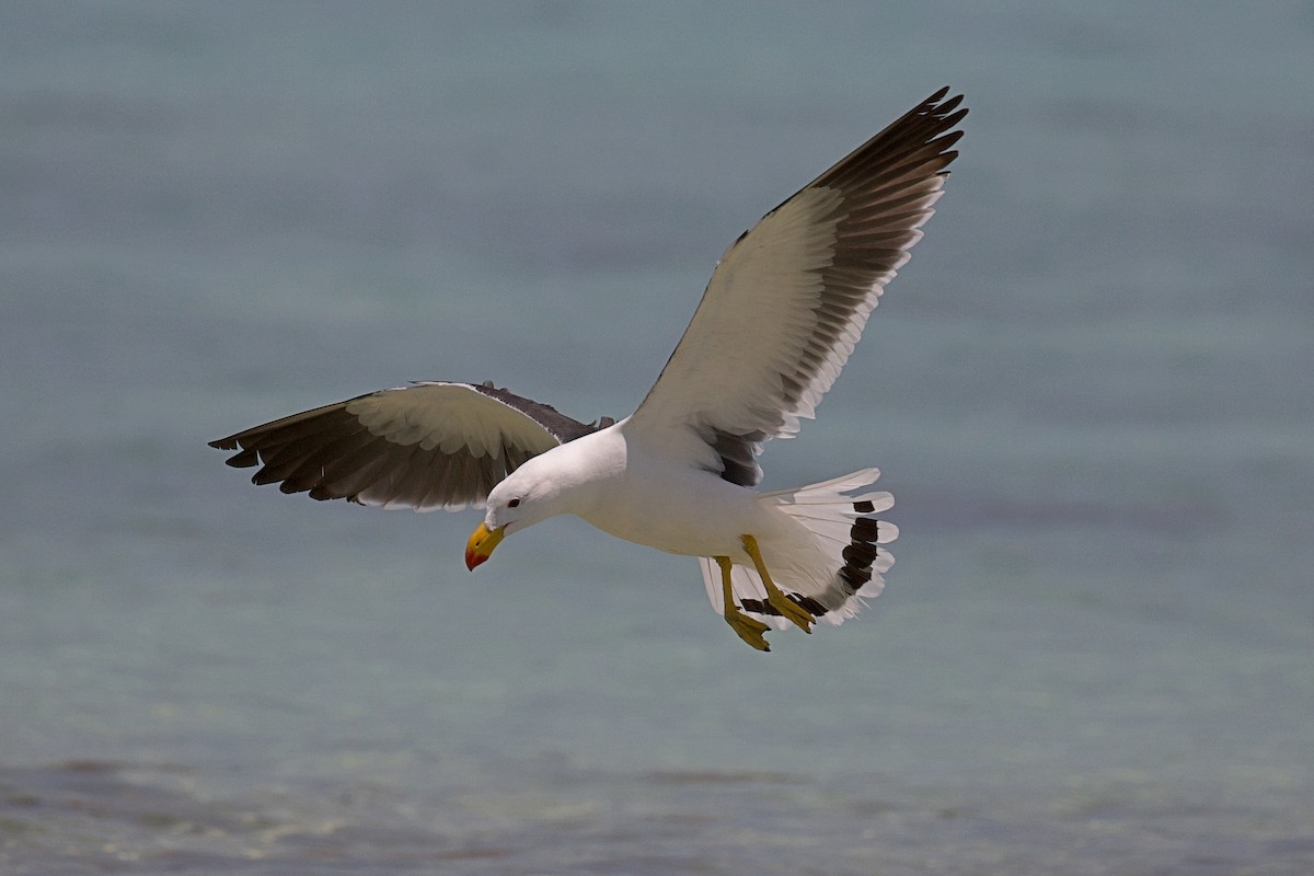 Pacific Gull - ML643408810