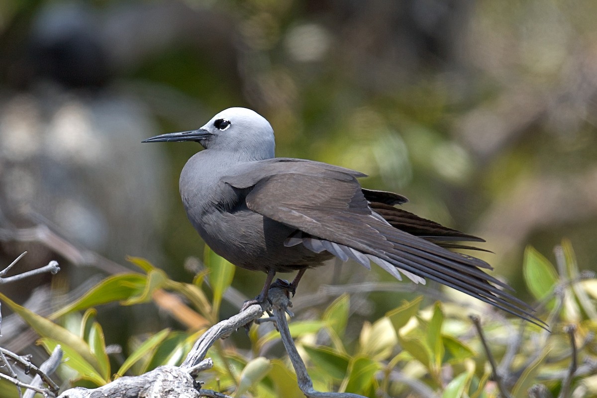Lesser Noddy - ML643408816