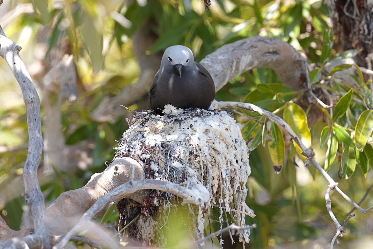 Lesser Noddy - ML643408817