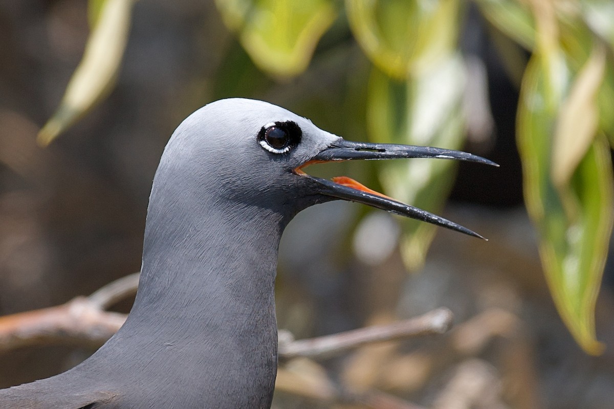 Lesser Noddy - ML643408818