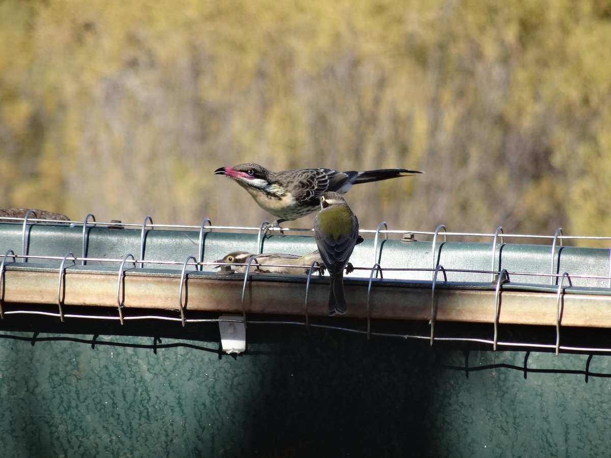 Spiny-cheeked Honeyeater - ML643408819