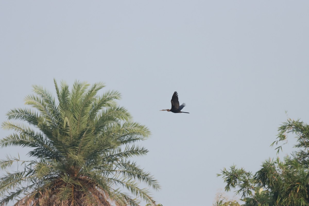 Oriental Darter - ML643408821