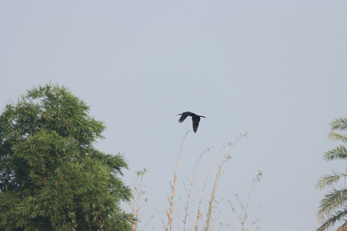 Oriental Darter - ML643408822