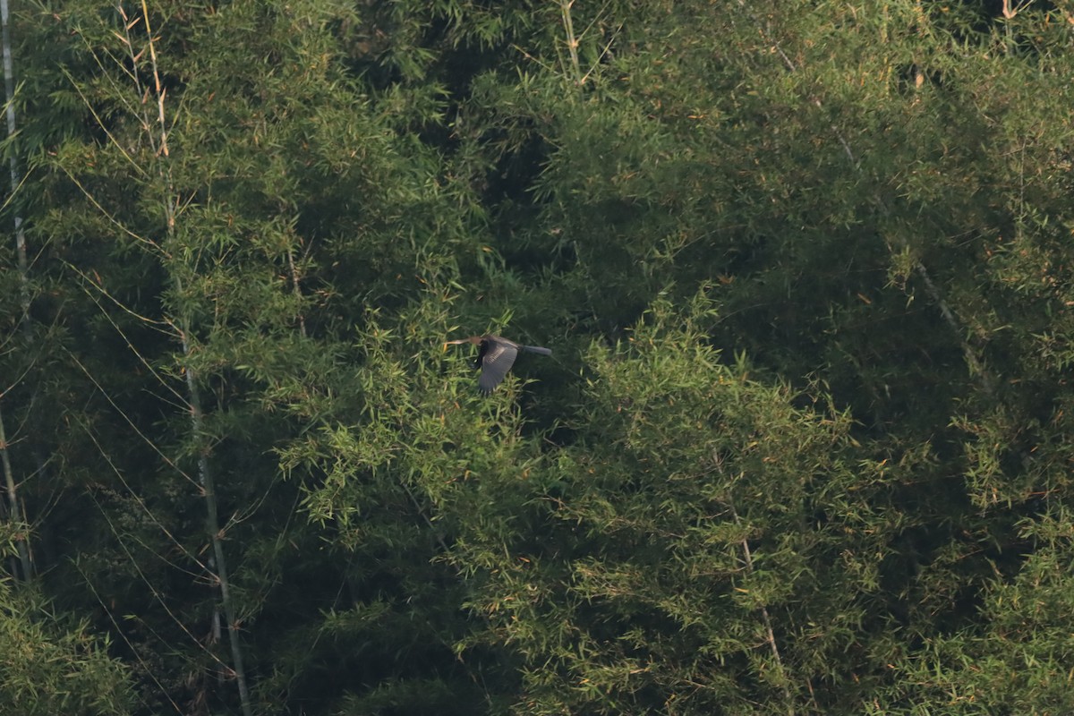 Oriental Darter - ML643408823