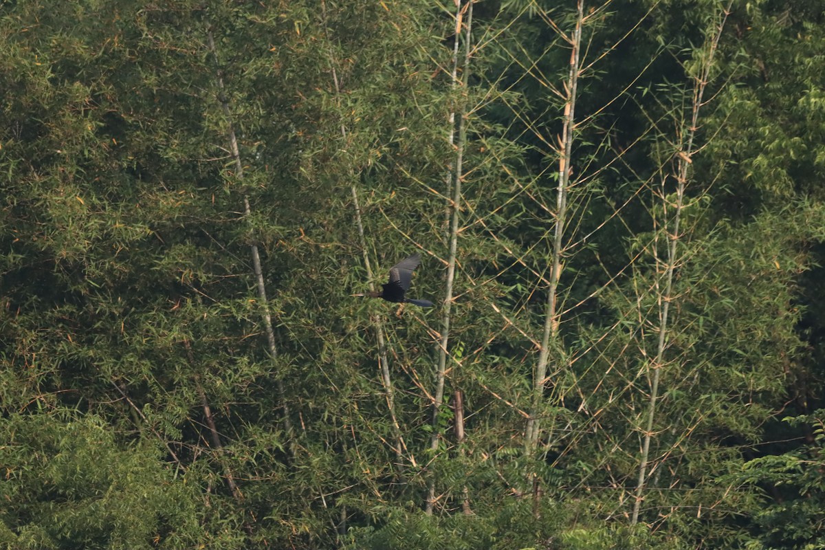 Oriental Darter - ML643408824