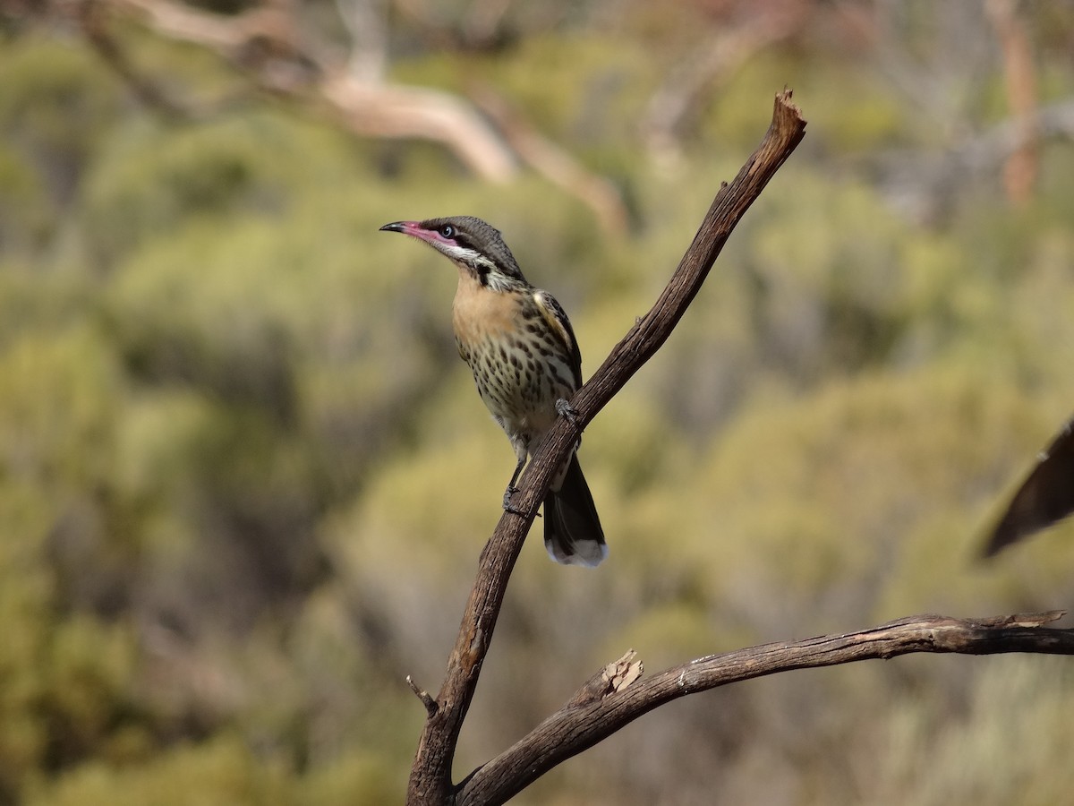 Spiny-cheeked Honeyeater - ML643408829