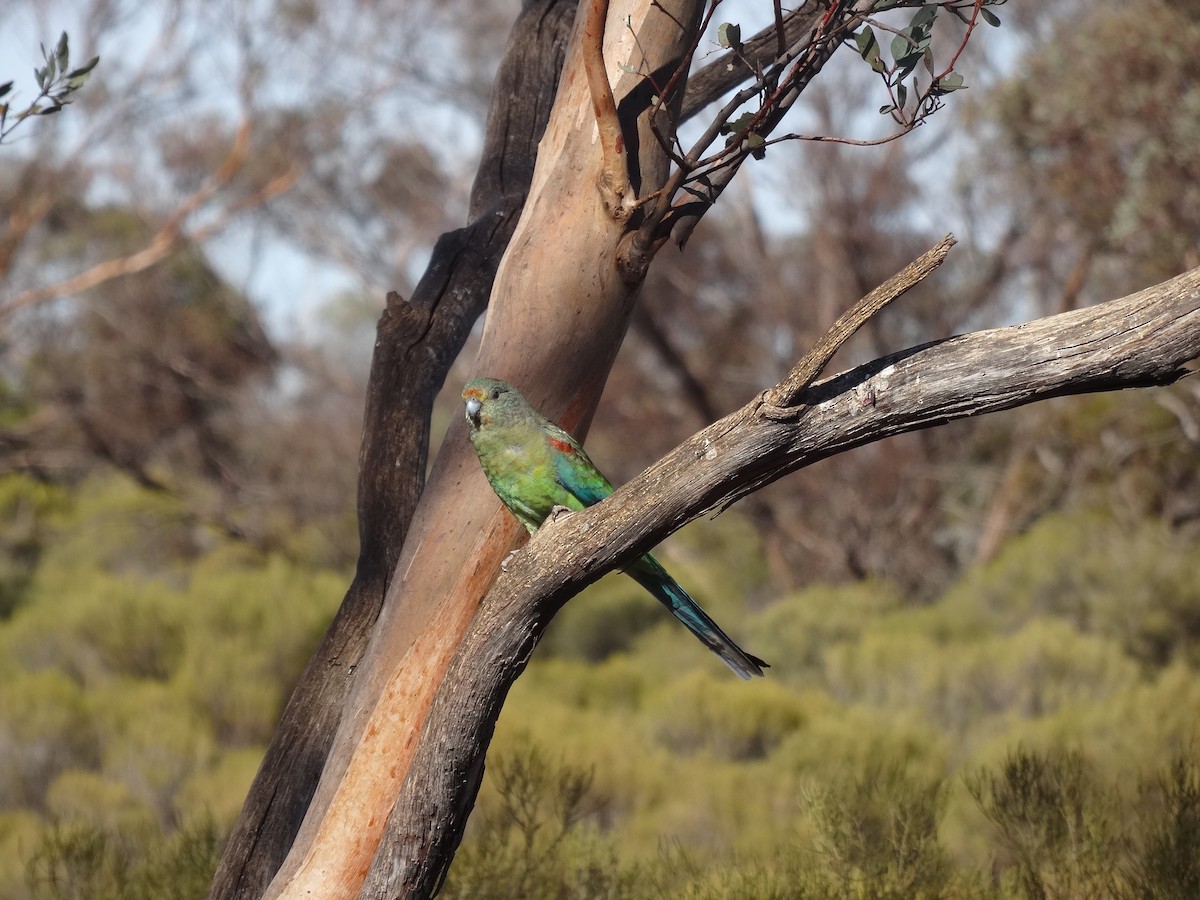 Mulga Parrot - ML643408851