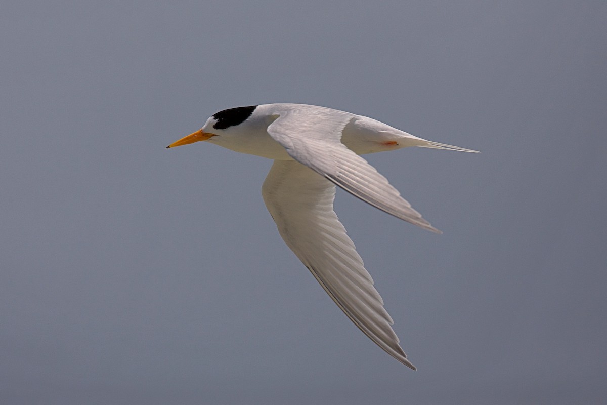Australian Fairy Tern - ML643408856