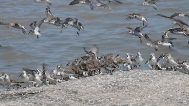 Малый песочник - ML643408858