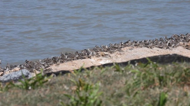 Малый песочник - ML643408859